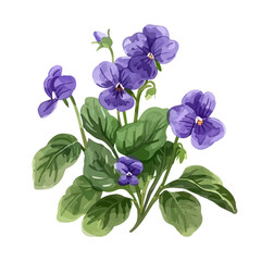 A watercolor vector of bright purple violets blooming, isolated on a white background. Violet flowers vector.
