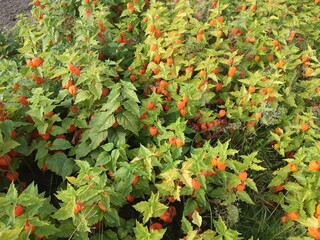 Physalis. An edible ornamental plant.