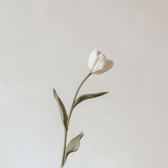 Obraz premium Elegant white tulip blooms against a soft background showcasing its delicate petals and graceful leaves