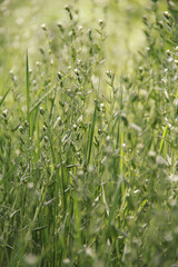 Peaceful summer landscape. Meadow grass. fresh grass background