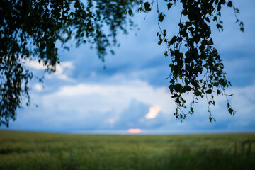 field, ears of corn, thunderstorm, village, trees, wind