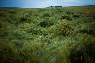 field, ears of corn, thunderstorm, village, trees, wind