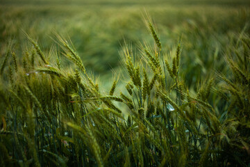 field, ears of corn, thunderstorm, village, trees, wind