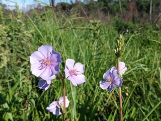Flower of the Cerrado Melastomataceae