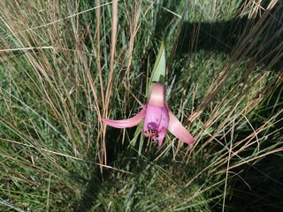 Amarilis plant native to the Cerrado