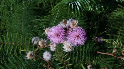 mimosa flower