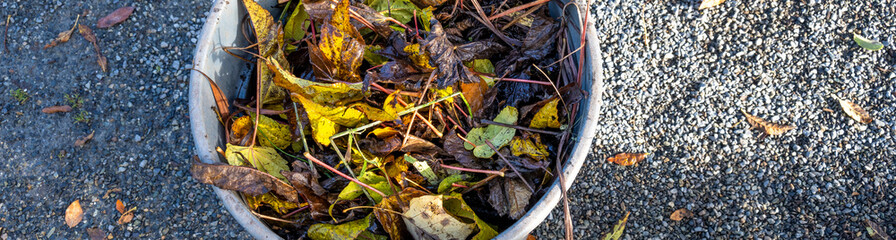 Maintenance and upkeep in public parks and gardens, large gray plastic garbage can filled with yellow fall leaves raked up from gravel paths and garden beds, autumn nature at work
