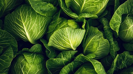Fototapeta premium Fresh Green Cabbage Leaves with Natural Textures and Patterns