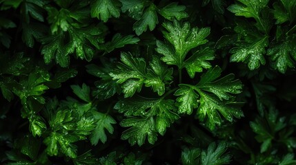 Fototapeta premium Fresh Green Parsley Leaves Close-Up on Dark Background