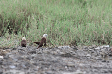 A group of brown-feathered and white-headed sparrows search for food on the ground among the grass.