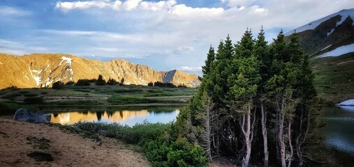 Naklejka premium tranquil mountain landscape - mini pine forest 