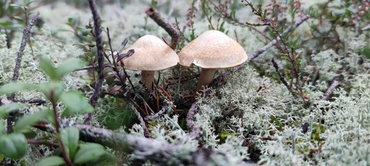 Ringed cap lat. Cortinarius caperatus. A mushroom of the cobweb family. The mushroom body consists of a stem and a cap. The cap has the shape of a hemisphere or cap, with edges that curl inward.