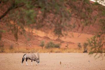 oryx in the desert