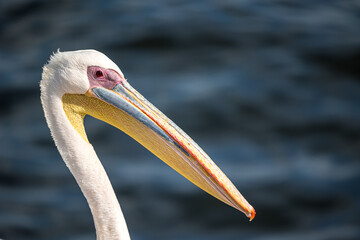 portrait of a pelican