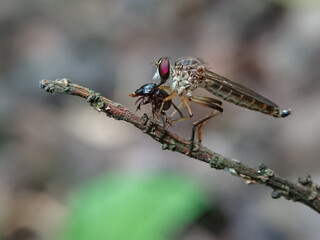 Macro photos using a smartphone camera and additional homemade lenses made from used cameras capture rare and unique insects and other small creatures with natural and blurry backgrounds .