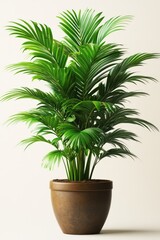 Fototapeta premium Lush green potted palm plant against a white background.