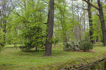 Serene spring park landscape with tall trees, fresh green leaves, pink rhododendron flowers, and a small stream. Tranquil nature, outdoor relaxation and scenic beauty in a natural environment