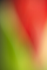 Out of Focus Photo of Red and Green Flower