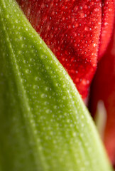 Close up of Red Amaryllis Flower Starting to Open up