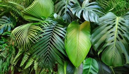 Lush Tropical Foliage Plant Bush Featuring Monstera, Palm Leaves, Calathea, Cordyline, and Hawaiian Ti Plant for Vibrant Indoor and Outdoor Decor