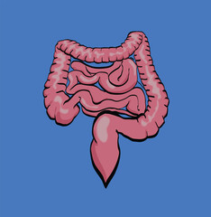 Human intestines showing small and large intestine and appendix