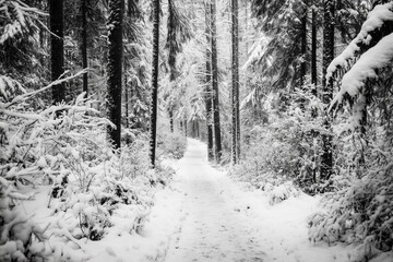 Obraz premium Snowy forest path lined with tall trees welcomes winter wanderers in a tranquil landscape