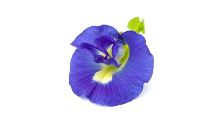 "Vibrant Butterfly Pea Flowers: Exotic Blue Blooms with Delicate Petals on a Minimalist White Background"