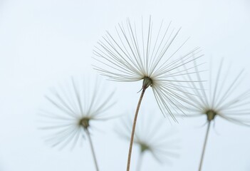 dandelion seeds on blue background