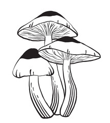 Hand drawn mushroom vector illustration.