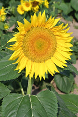 Obraz premium Sunflower Closeup