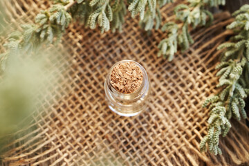 A bottle of aromatherapy essential oil with fresh santolina plant