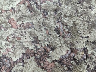 lichen on a stone