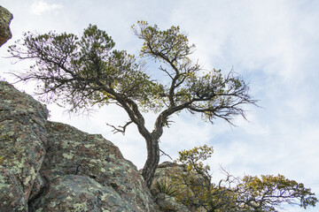 Gnarly tree  at Chiricahua National Monument, Arizona