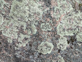 lichen on a stone