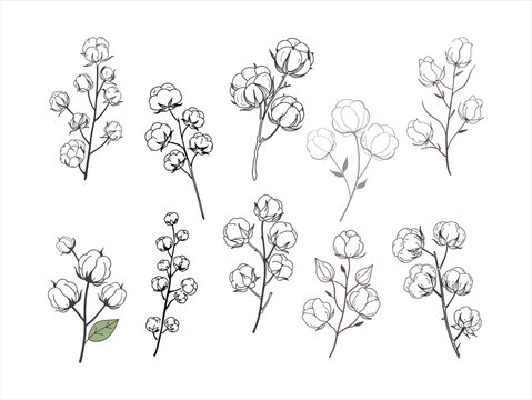 Elegant dried cotton flower branch vector set.