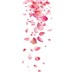 A watercolor of pink cherry blossoms in the wind, isolated on a white background. Pink cherry blossoms in the wind vector.

