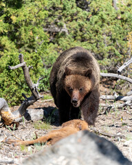 Fototapeta premium Grizzly Bear 