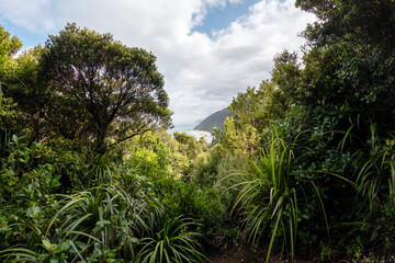 Lush Nikau Palm Forest: Kohaihai Nikau Walk and Scenic Landscapes of Karamea in Kahurangi National Park, New Zealand