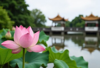 water lily in the garden