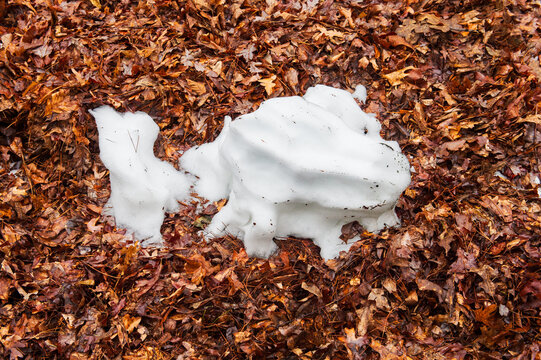 Melting snow imitating whipped cream on a bed of autumn leaves in winter, Chapel Hill, North Carolina