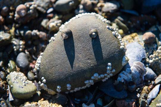 Two snails and barnacles make a face on the side of a cobblestone boulder on a beach in summer, Acadia National Park, Maine