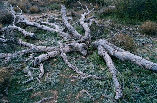 The splayed trunk of a dead Palo Verde tree rests in the winter desert of Mount Lemmon near Tucson, Arizona