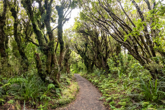 Lush Native Forest on the Mangorei Track to Pouakai Tarns, Egmont National Park, New Zealand