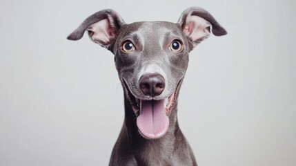 Perro galgo italiano sonriente