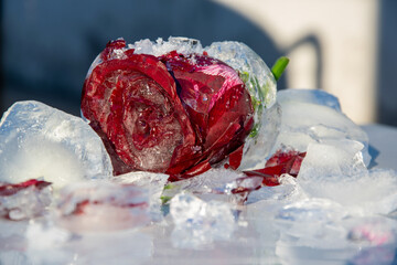 A stunning red rose beautifully preserved in clear ice, resting among scattered ice cubes, captures attention with its vibrant color and unique presentation on a sunny day
