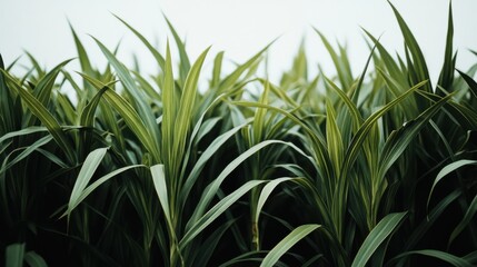 Obraz premium Plantas verdes en un campo