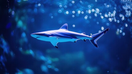 Fototapeta premium Tiburón nadando en el océano