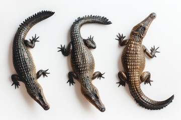 Naklejka premium Alligators