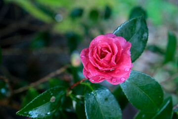 雨に濡れた赤い山茶花