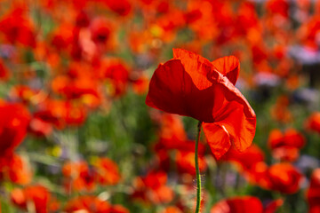 Obraz premium Field of common poppies in spring